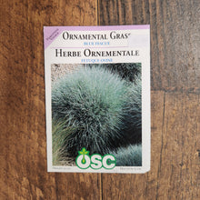 Ornamental Grass 'Blue Fescue'
