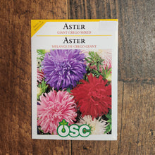 Aster mélange 'Crego Géantes'