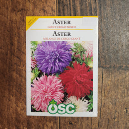 Aster 'Crego Giant Mix'