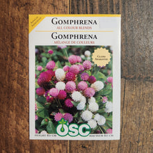 Gomphrena 'Mélanges de Couleurs'
