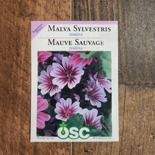 Mauve Sylvestre 'Zebrina'