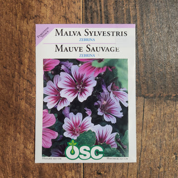Mauve Sylvestre 'Zebrina'