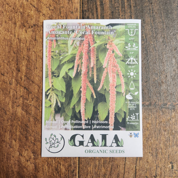 Amaranth 'Coral Fountain' organic