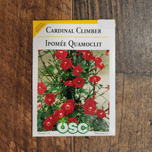 Climbing Morning Glory 'Cardinal' 
