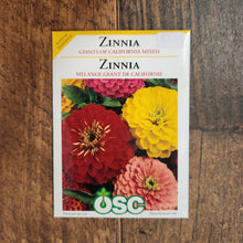 Zinnia 'Giants of California'
