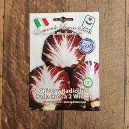 Radicchio 'Palla Rossa n°2'