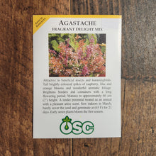  Agastache Fragrant Delight Mix