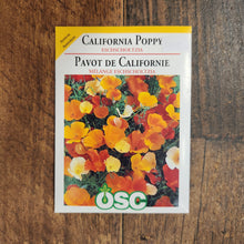 California poppy 'Eschscholtzia'
