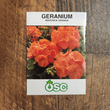 Géranium 'Maverick Orange'