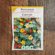 Nasturtium 'Dwarf Jewel Mixed'