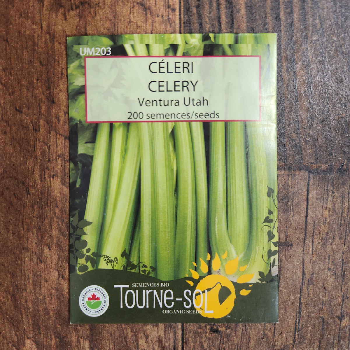 Celery ‘Ventura Utah’ (Apium graveolens var. dulce)