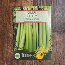 Organic 'Ventura Utah' Celery