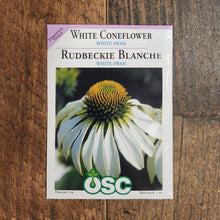 Echinacea 'White Swan'