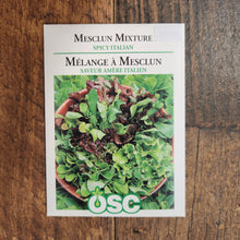 Mesclun 'Spicy Italian'