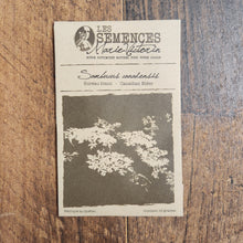 White elderberry