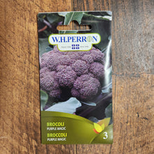 Brocoli 'Purple Magic'
