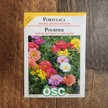 Portulaca 'Double Mixed Colours'