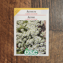 Alyssum 'Carpet of Snow'