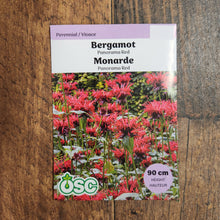Bee Balm 'Panorama Red' 