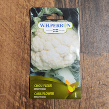 White Cauliflower 'Minuteman'
