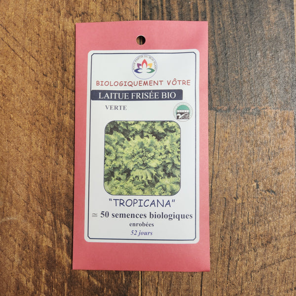 Organic 'Tropicana' curly green lettuce