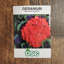 Geranium 'Maverick Scarlet' 