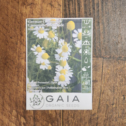 chamomile 'German' 