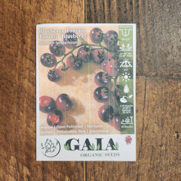 Tomate 'Blueberry' bio