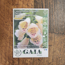 Digitalis 'Camelot Cream Pelleted' F1 organic