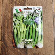 Celery 'Utah 52-70'