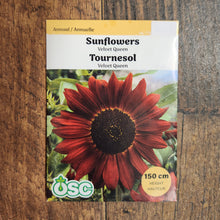 Sunflower 'Velvet Queen'