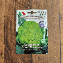 ‘Macerata Green’ cauliflower (<em>Brassica oleracea var. botrytis</em>)