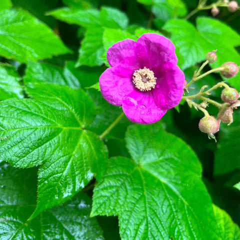 Ronce odorante en fleurs, arbuste indigène aux fleurs roses.