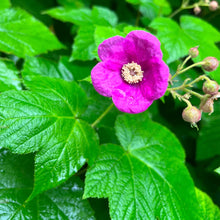 Ronce odorante en fleurs, arbuste indigène aux fleurs roses.