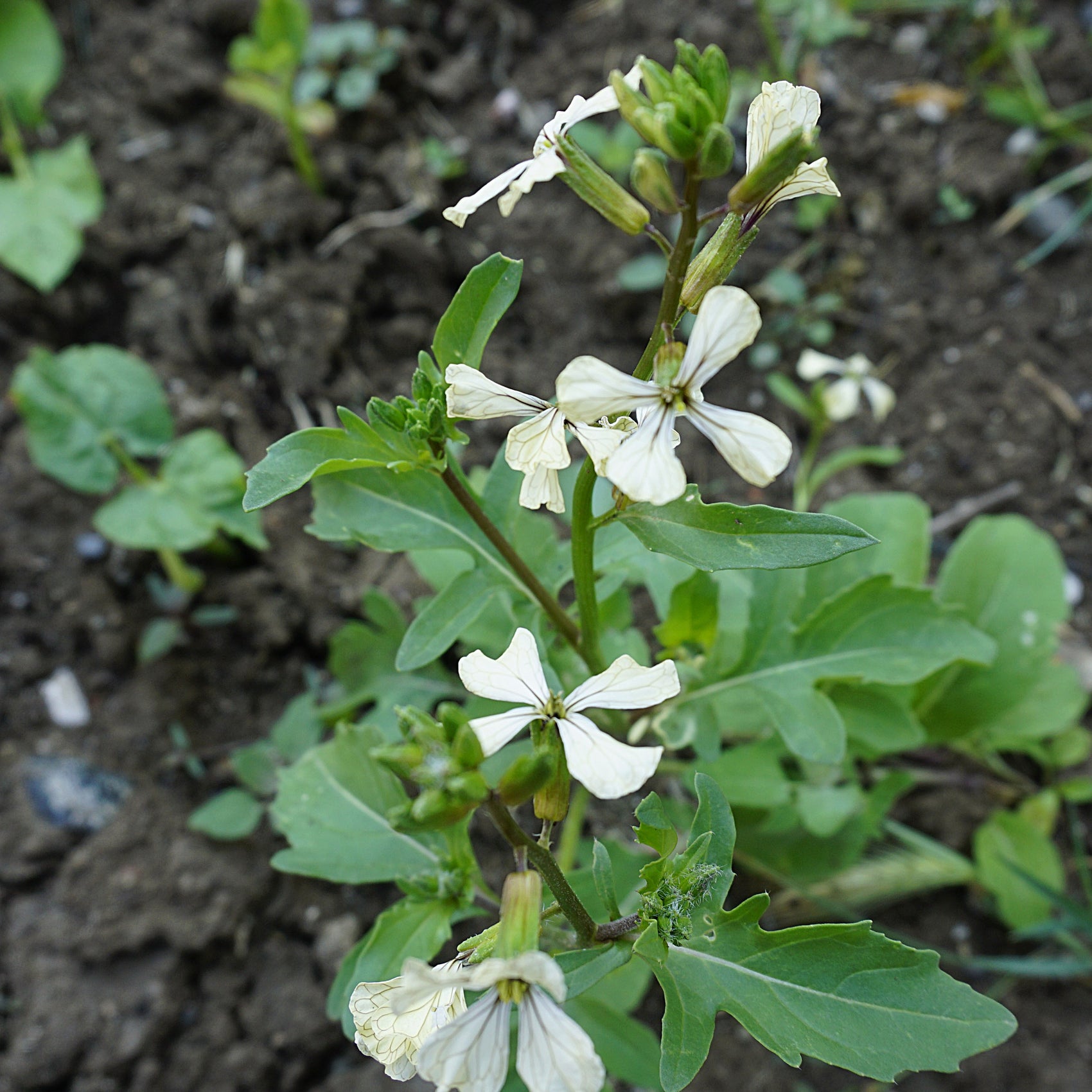 Roquette (<em>Eruca vesicaria var. sativa</em>)