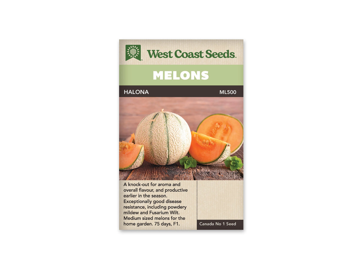 Sachet beige de semences Halona avec un bandeau vert pâle et le nom sur fond brun. Un melon entier à peau brodée et bandes vertes est entouré de morceaux à chair orange. Les fruits reposent sur une table de bois brun, avec quelques petites feuilles vertes. Les quartiers montrent les graines et une mince bordure verte sous l'écorce.
