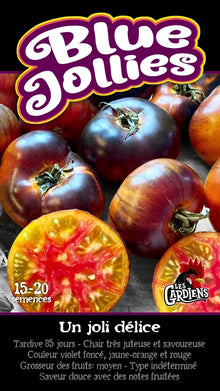 Vue rapprochée de Tomate ‘Blue Jollies’ cultivé au soleil, avec un feuillage vert sain et des fruits caractéristiques bien visibles. La photo montre la forme, la couleur et le stade de maturité typiques de la variété sur un plant vigoureux. Les fruits se détachent nettement du feuillage et illustrent l’apparence recherchée au moment de la récolte.