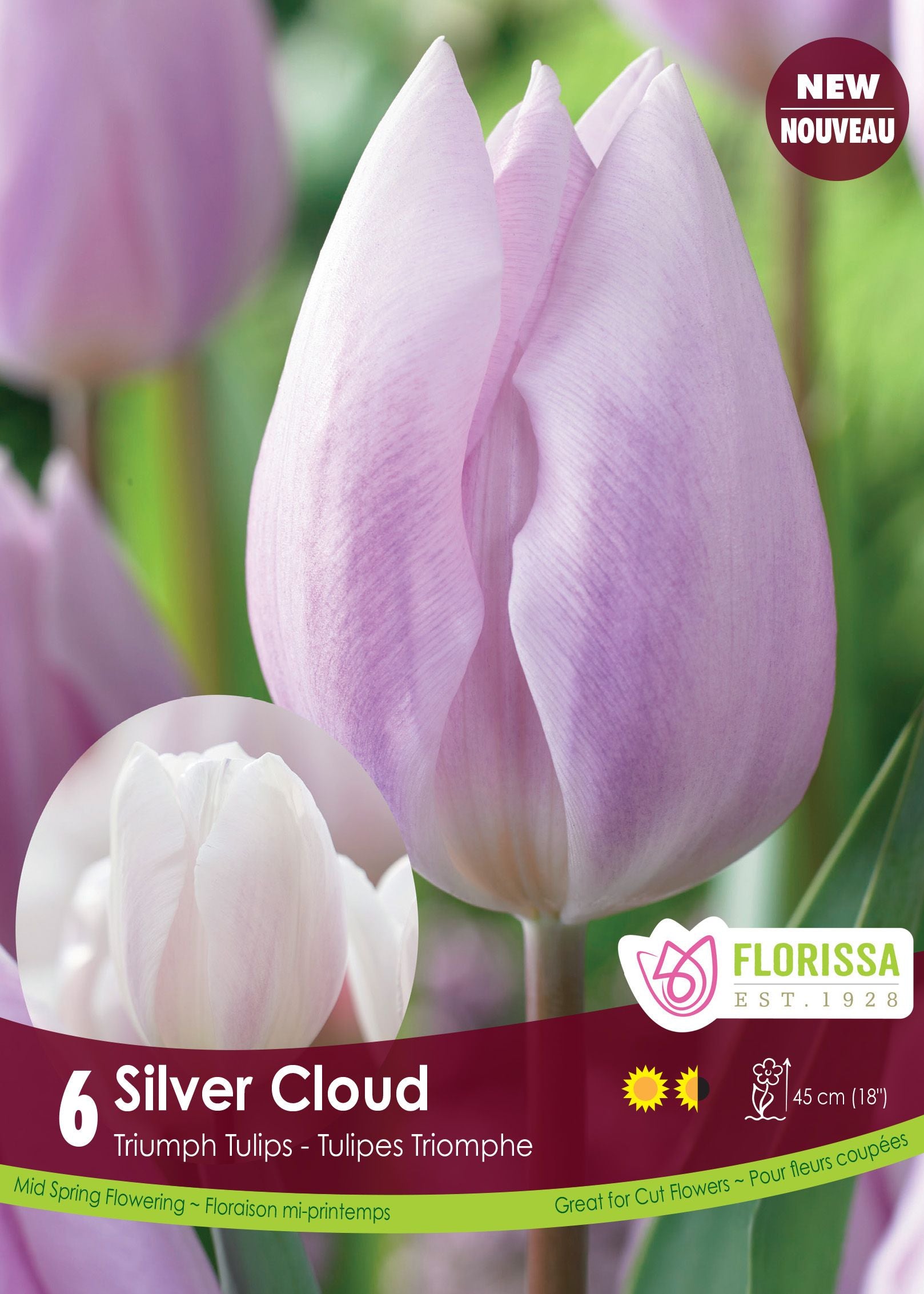 Tulipe Silver Cloud