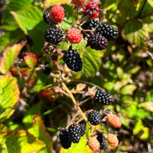 Ronce d’Allegheny avec feuillage et fruits.