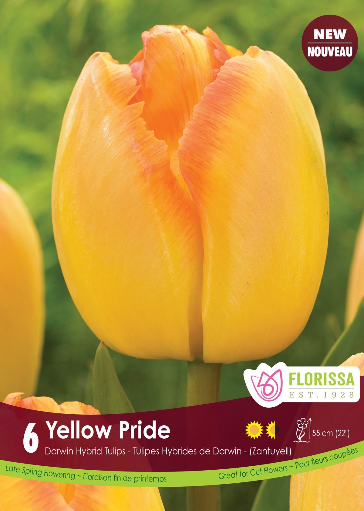 Tulipe Yellow Pride ( Tulipa ) : une tulipe jaune orangé en coupe allongée. Le visuel Florissa présente la plante et son nom dans la partie inférieure de l’étiquette. La photographie occupe presque toute la surface, tandis que le bandeau du bas rassemble les indications du produit. Cette vue permet de reconnaître son apparence et de distinguer la variété présentée.