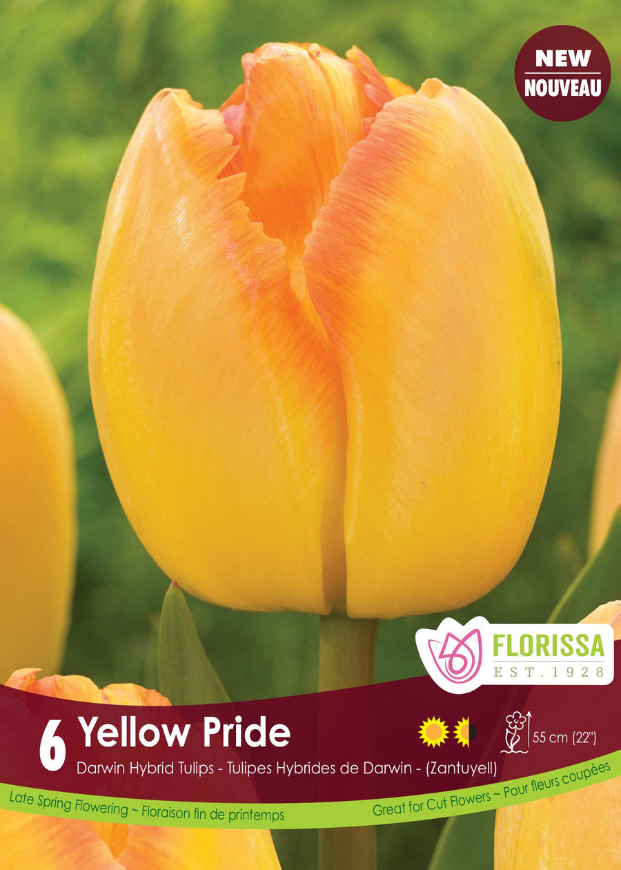 Tulipe Yellow Pride ( Tulipa ) : une tulipe jaune orangé en coupe allongée. Le visuel Florissa présente la plante et son nom dans la partie inférieure de l’étiquette. La photographie occupe presque toute la surface, tandis que le bandeau du bas rassemble les indications du produit. Cette vue permet de reconnaître son apparence et de distinguer la variété présentée.