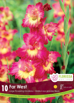 Gladiolus 'Far West' (8 bulbs)