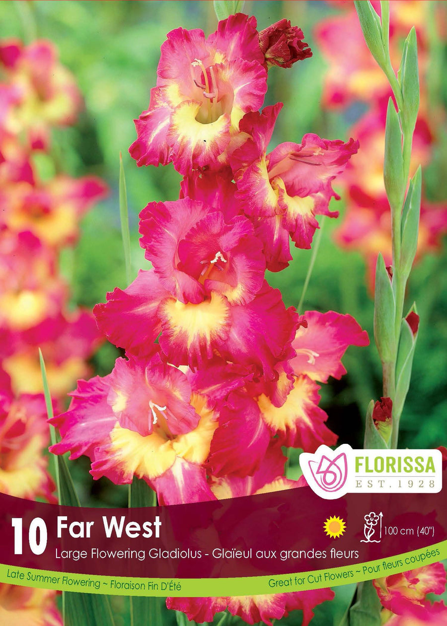Gladiolus 'Far West' (8 bulbs)