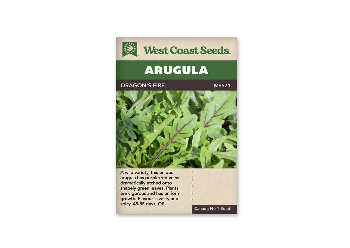 Sachet de semences West Coast Seeds de roquette Dragon’s Fire, présenté de face sur fond blanc. Le nom de la variété et la référence MS571 apparaissent sur la bande foncée sous Arugula. La photographie montre des feuilles vertes lobées portant des nervures pourpres très visibles. Les renseignements de culture en anglais occupent le bas beige de l’emballage, sous cette image rapprochée du feuillage.