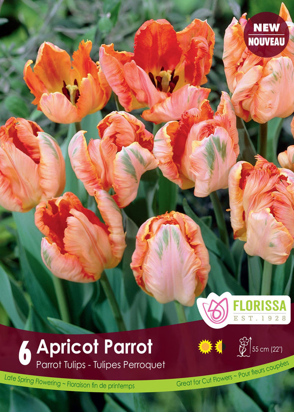 Tulipe Apricot Parrot