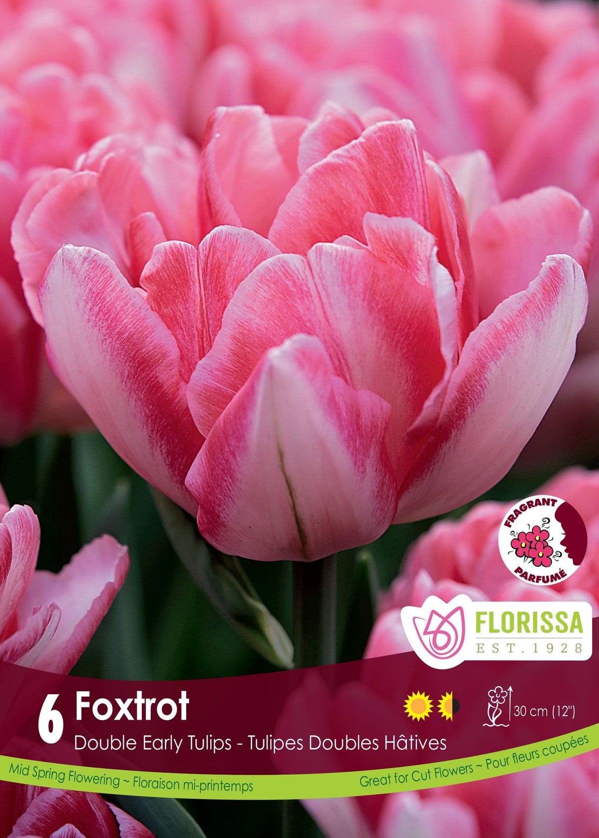 Tulipe Foxtrot ( Tulipa ) : une tulipe double rose aux pétales nombreux. Le visuel Florissa présente la plante et son nom dans la partie inférieure de l’étiquette. La photographie occupe presque toute la surface, tandis que le bandeau du bas rassemble les indications du produit. Cette vue permet de reconnaître son apparence et de distinguer la variété présentée.