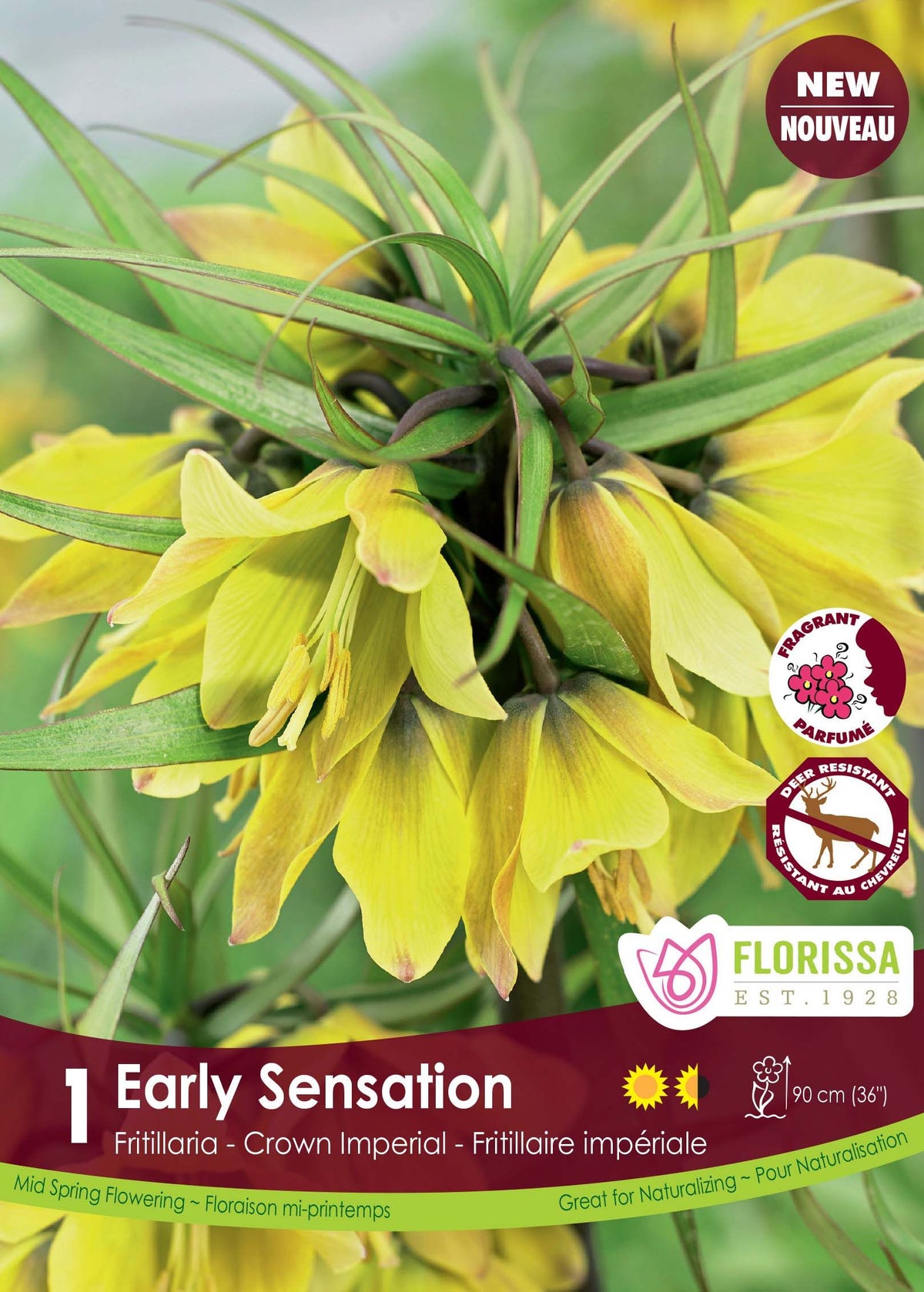 Early Sensation Fritillaria