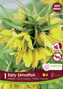 Early Sensation Fritillaria