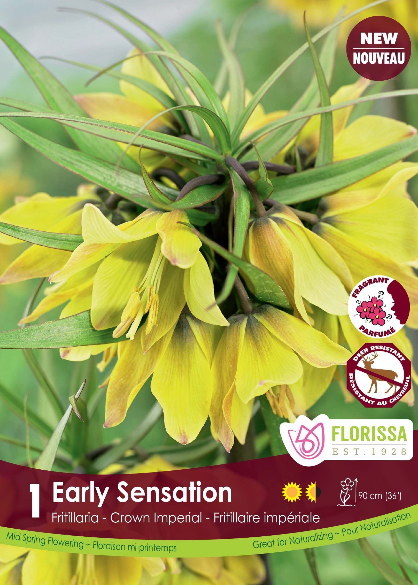 Early Sensation Fritillaria