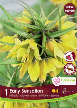 Early Sensation Fritillaria
